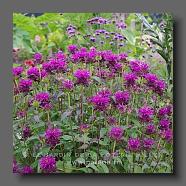 Monarda Hybrid 'Blue Stocking' (le jardin de la poterie Hillen) .www.poterie.fr